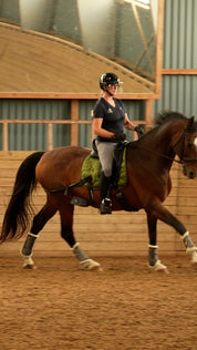 Trainingsbänder für Pferde mit Schabracke | Grün | CORE by D