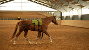 Trainingsbänder für Pferde mit Schabracke | Grün | CORE by D