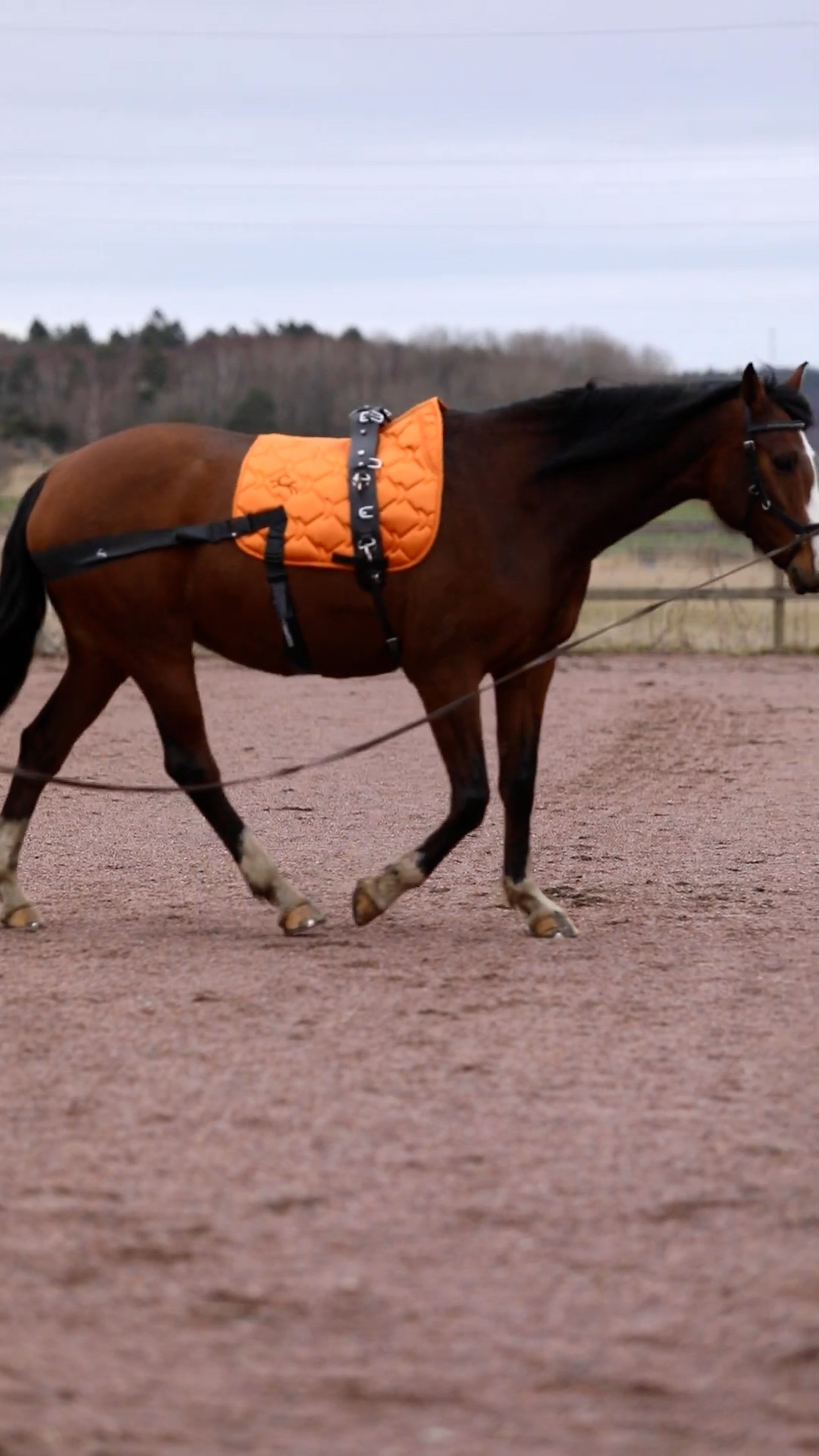 Trainingsbänder für Pferde mit Schabracke | Orange | CORE by D