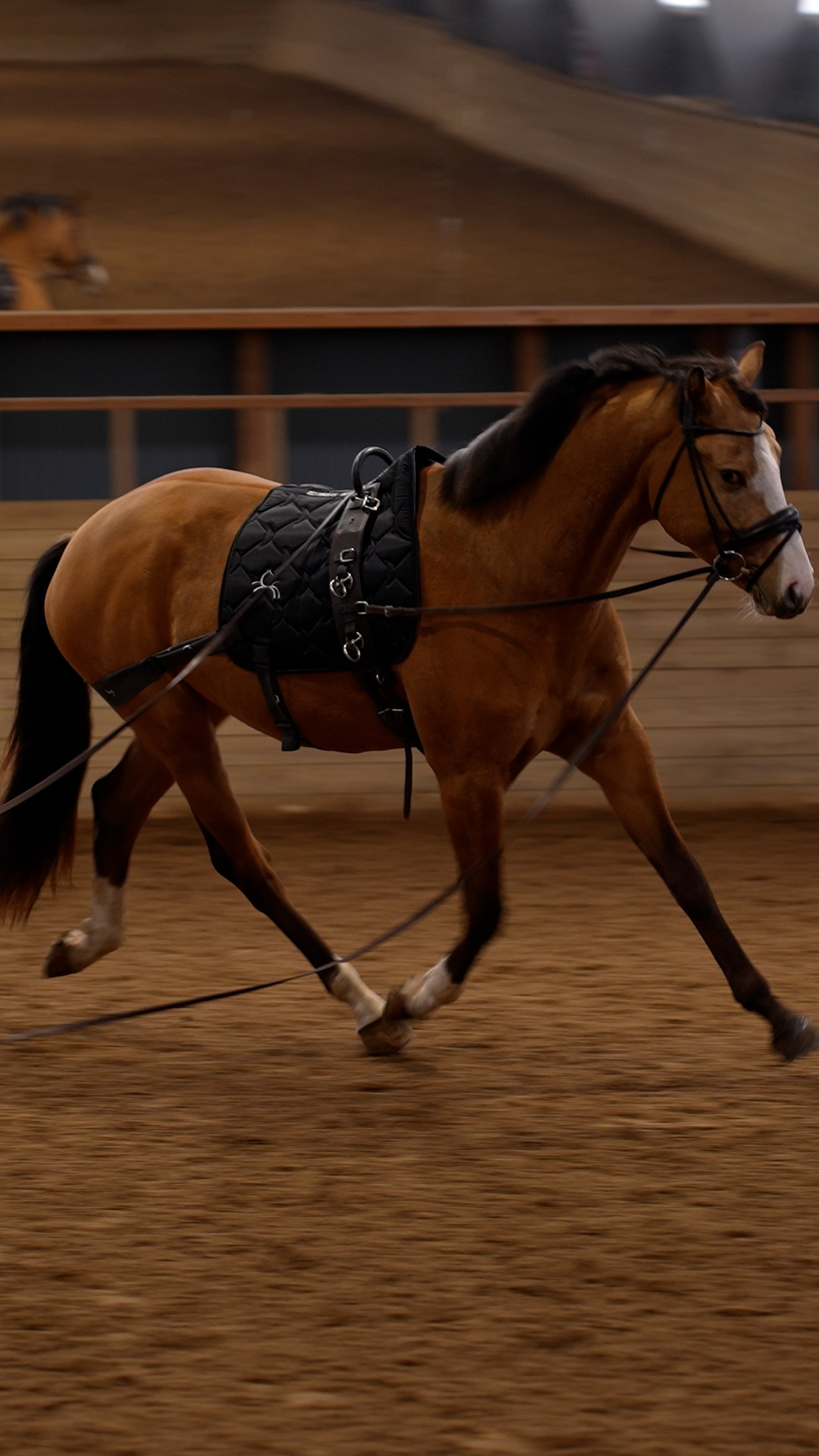 Trainingsbänder für Pferde mit Schabracke | Schwarz | CORE by D
