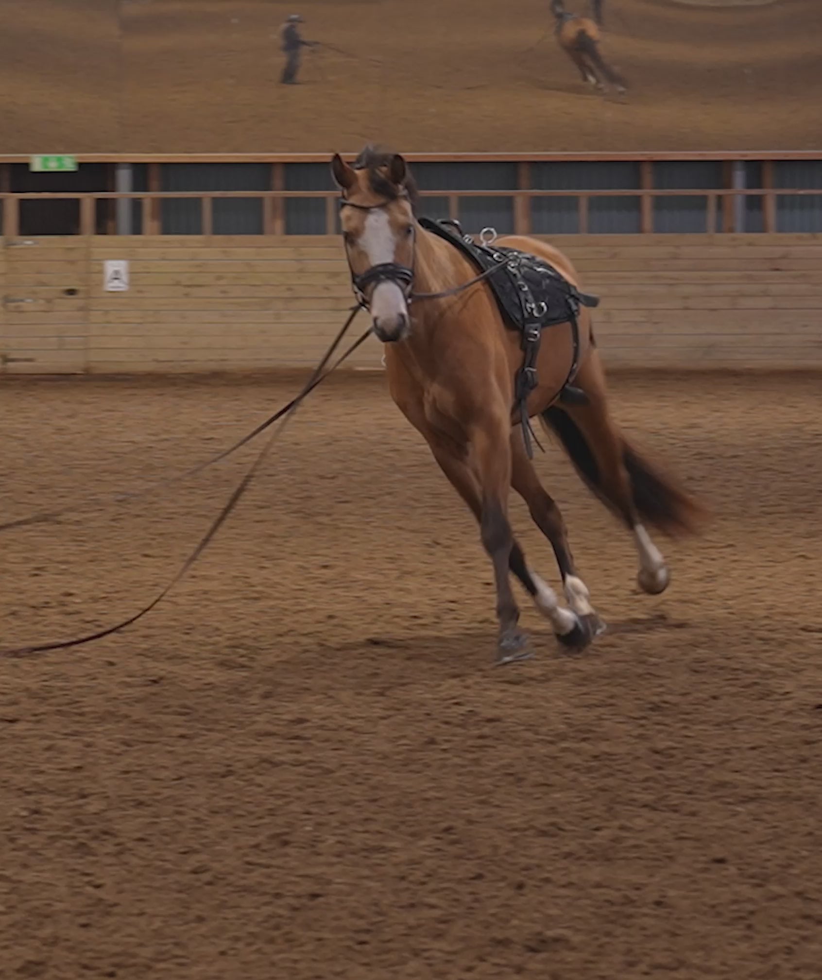 Trainingsbänder für Pferde mit Schabracke | Schwarz | CORE by D