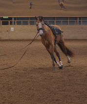 Trainingsbänder für Pferde mit Schabracke | Schwarz | CORE by D